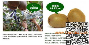 弥猴桃果汁 猕猴桃新鲜水果图片 今年泥猴桃 价格 市场行情,弥猴桃果汁 猕猴桃新鲜水果图片 今年泥猴桃 价格 市场行情生产厂家,弥猴桃果汁 猕猴桃新鲜水果图片